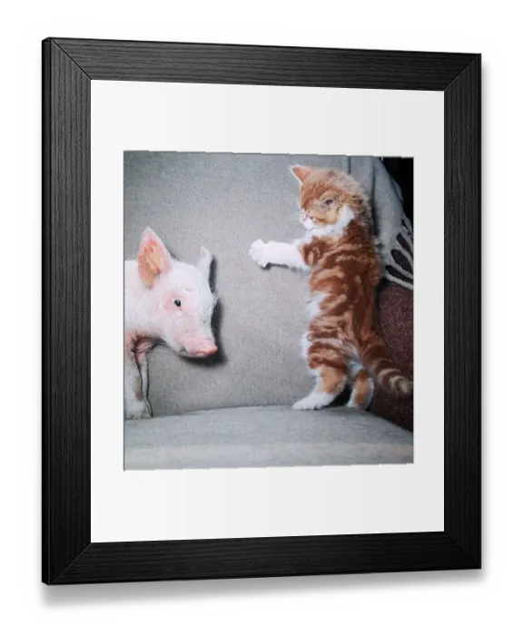 Framed Print : Felix the Kitten and Trotter the Pig - October 1965