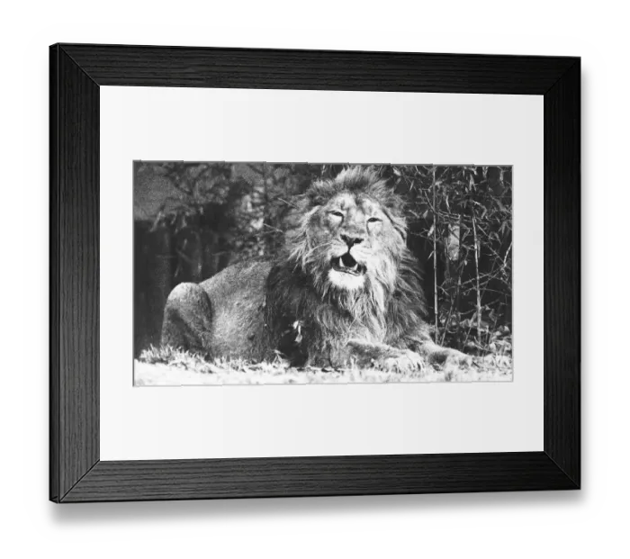 Framed Print : Animals Lion January 1993