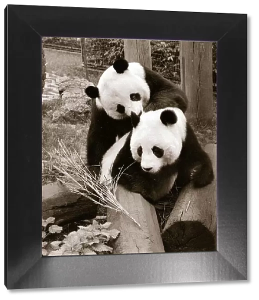 Pandas playing April 1978 A©Mirrorpix