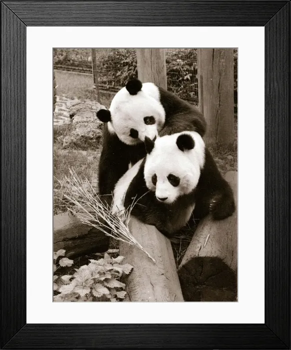Framed Print : Pandas playing April 1978 A©Mirrorpix Framed Print : Pandas playing April 1978 A©Mirrorpix