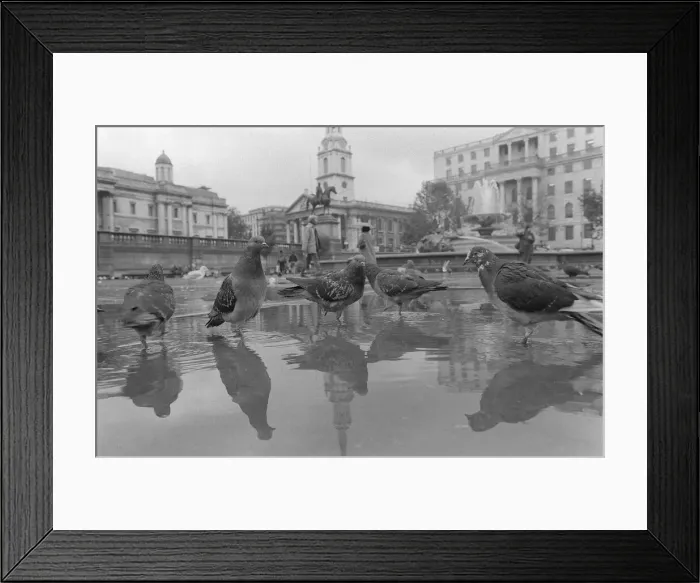 Framed Print : Birds Pigeons Trafalgar Square London October 1982 bath time for the birds Framed Print : Birds Pigeons Trafalgar Square London October 1982 bath time for the birds