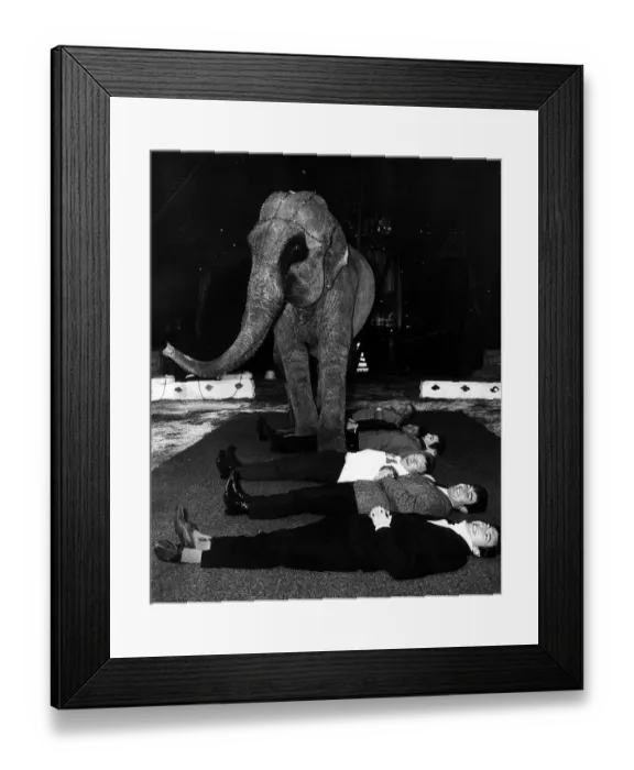 Framed Print : Circus Animal Elephant November 1967 Burma the Elepahnt stepping over BBC Radio 1 Framed Print : Circus Animal Elephant November 1967 Burma the Elepahnt stepping over BBC Radio 1