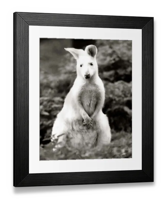 Framed Print : Snowy a rare White Bennets wWallaby at Battersea Park children Framed Print : Snowy a rare White Bennets wWallaby at Battersea Park children