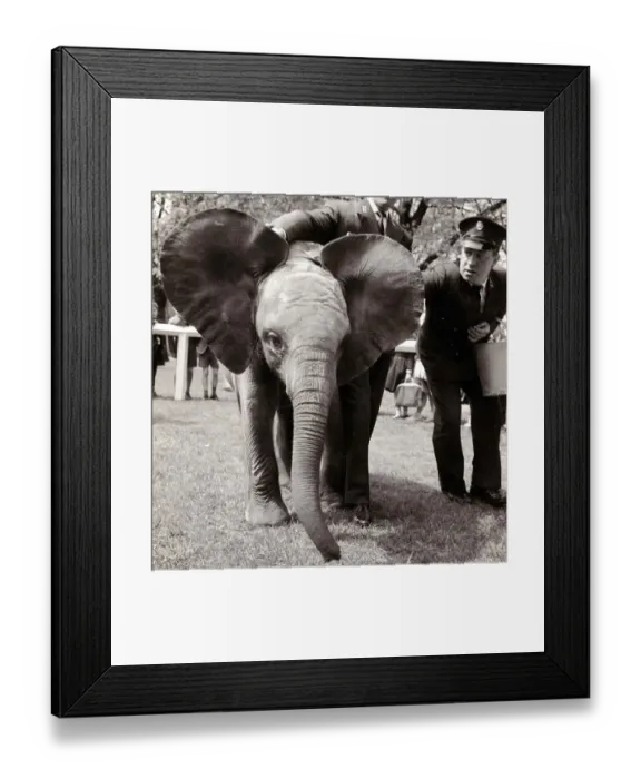 Framed Print : Baby Elephant at London Zoo. May 1962 A©Mirrorpix