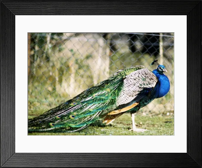 Framed Print : Peacock February 1983 A©Mirrorpix