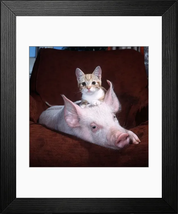 Framed Print : Pinky the Pig - October 1984 with kitten Framed Print : Pinky the Pig - October 1984 with kitten