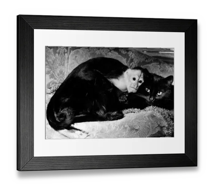 Framed Print : Henry the Capucine monkey and Topsy the cat belongs to Mrs Christine Moule of Marylebone