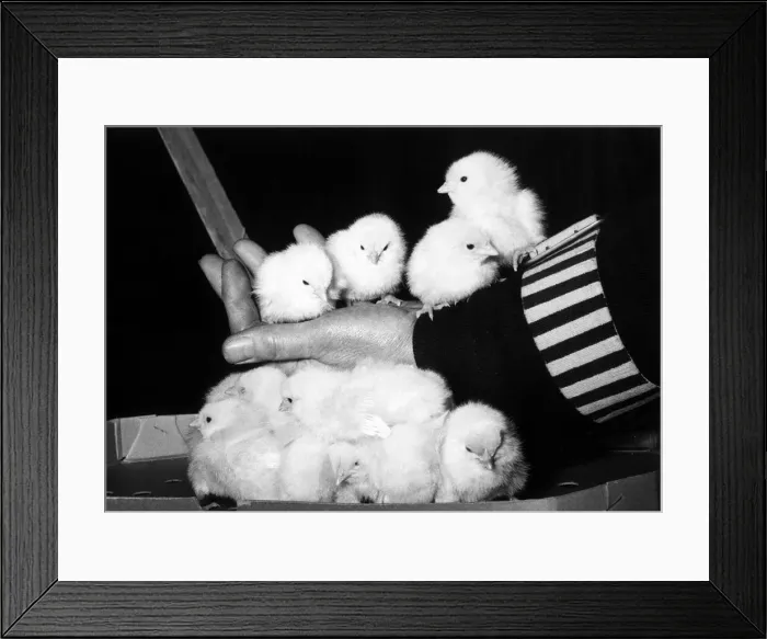 Framed Print : Birds Chickens Chicks - December 1959 These chirpy chicks seen at the 1959 National Framed Print : Birds Chickens Chicks - December 1959 These chirpy chicks seen at the 1959 National