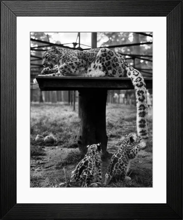 Framed Print : Animals Leopards August 1960 8 weeks olds Siberian snow Leopard cubs Boris