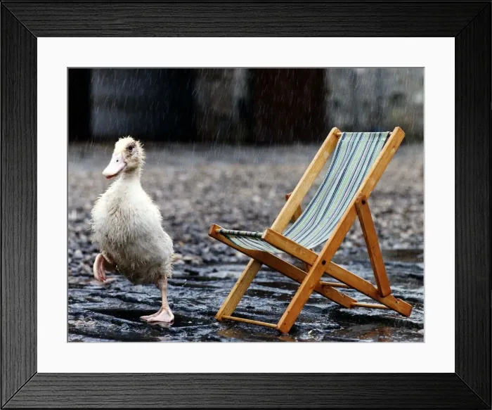 Framed Print : Birds Duck standing in front of a deck chair circa 1985 Framed Print : Birds Duck standing in front of a deck chair circa 1985