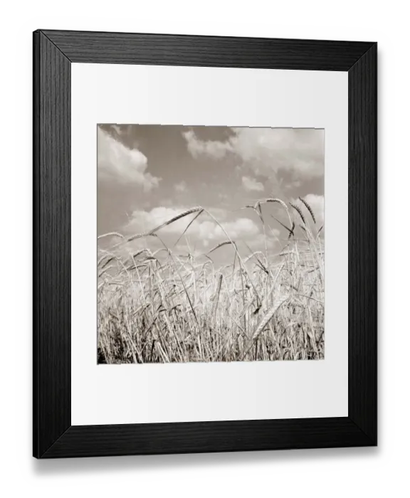 Framed Print : Field of corn waving in the breeze Circa 1963 A©Mirrorpix Framed Print : Field of corn waving in the breeze Circa 1963 A©Mirrorpix