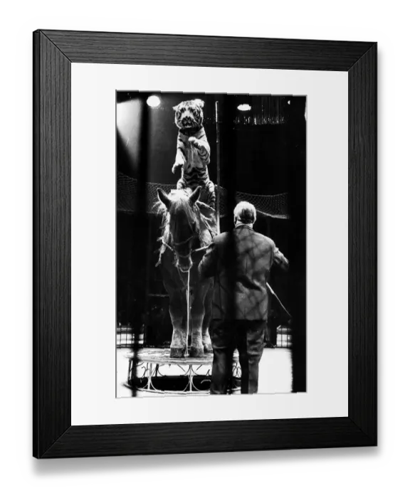 Framed Print : Entertainment Animal Circus December 1969 Harry Bella Horse riding Tiger rides sam