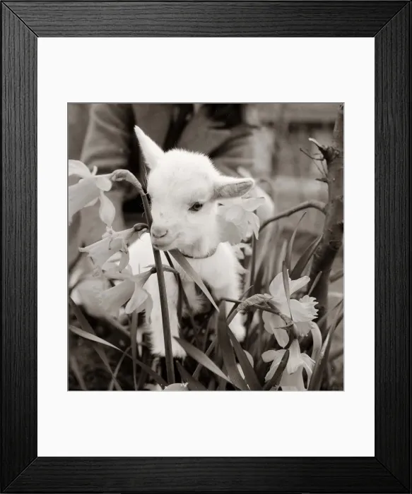Framed Print : A small goat amongst the flowers in its field at Crystal Palace children