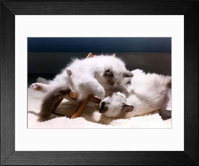 Framed Print : Animal Cats playing circa 1990 A©Mirrorpix