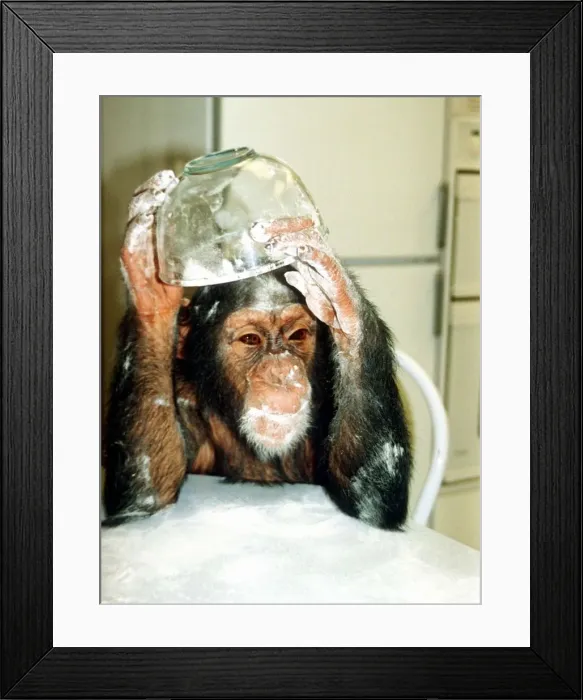 Framed Print : Suzie the chimp makes scones at Longleat Safari Park November 1990 Framed Print : Suzie the chimp makes scones at Longleat Safari Park November 1990