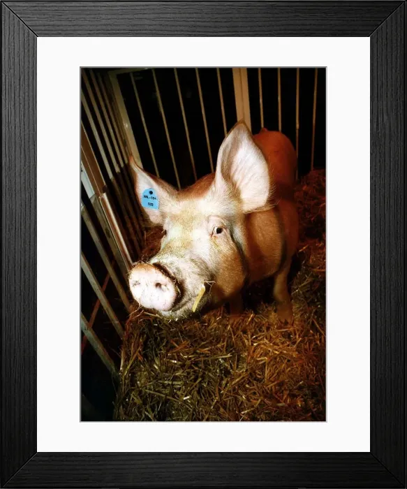 Framed Print : Pigs Reg the super Boar at the launch of the Cotswold 30 DNA pig Framed Print : Pigs Reg the super Boar at the launch of the Cotswold 30 DNA pig
