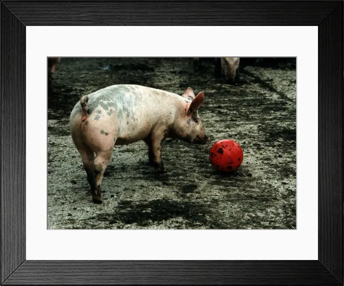 Framed Print : Animals Pigs Pig Framed Print : Animals Pigs Pig