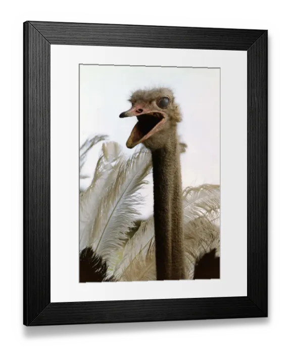 Framed Print : Birds Ostrich large long necked fast running flightless bird from Africa circa 1995
