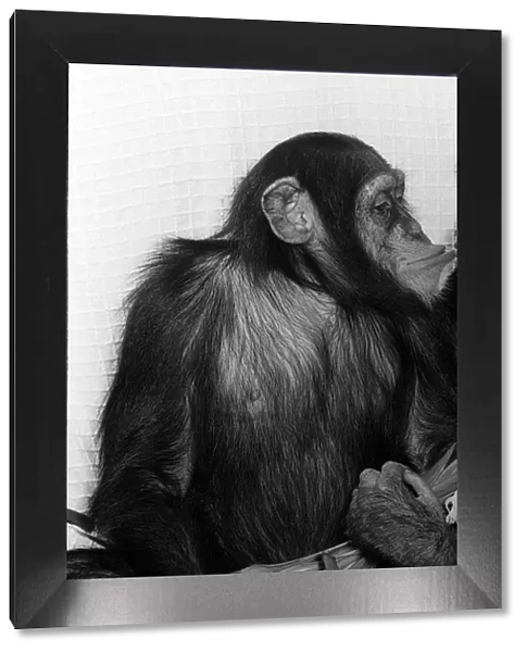 Chimps at Twycross Zoo February 1977