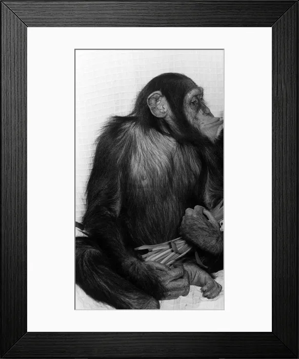 Framed Print : Chimps at Twycross Zoo February 1977 Framed Print : Chimps at Twycross Zoo February 1977