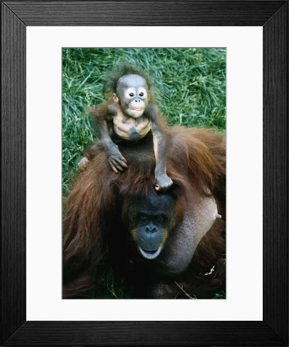 Framed Print : Monkeys Orang-utang Framed Print : Monkeys Orang-utang
