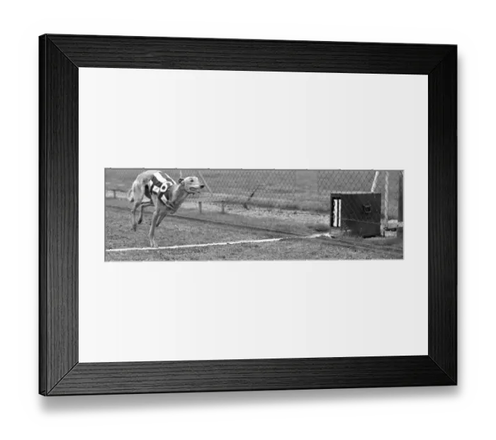 Framed Print : Greyhound Halfpenny Whistle crossing the finishing line whilst in training at Birmingham Framed Print : Greyhound Halfpenny Whistle crossing the finishing line whilst in training at Birmingham