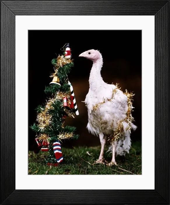 Framed Print : A lucky Turkey will see through Christmas alive and well thanks to animal lover Jim Ward Framed Print : A lucky Turkey will see through Christmas alive and well thanks to animal lover Jim Ward