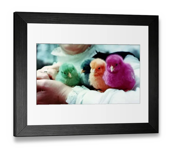 Framed Print : Birds - Baby Chicks with colourful dyed feathers - May 1969 Framed Print : Birds - Baby Chicks with colourful dyed feathers - May 1969