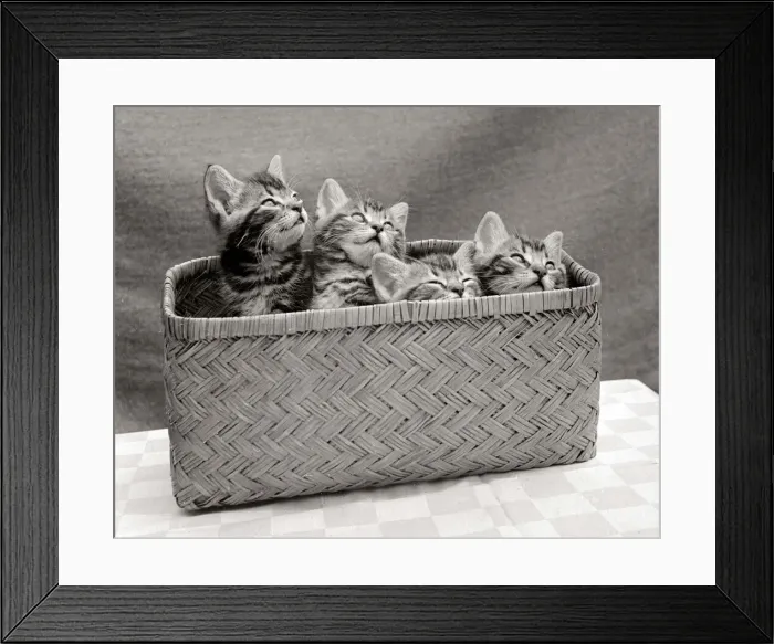 Framed Print : Four kittens inside a wicker basket circa 1950s Framed Print : Four kittens inside a wicker basket circa 1950s