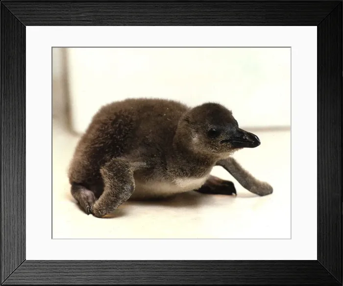 Framed Print : Birds Penguins Snowberry at Birdworld Bird Sanctuary circa 1995 Framed Print : Birds Penguins Snowberry at Birdworld Bird Sanctuary circa 1995