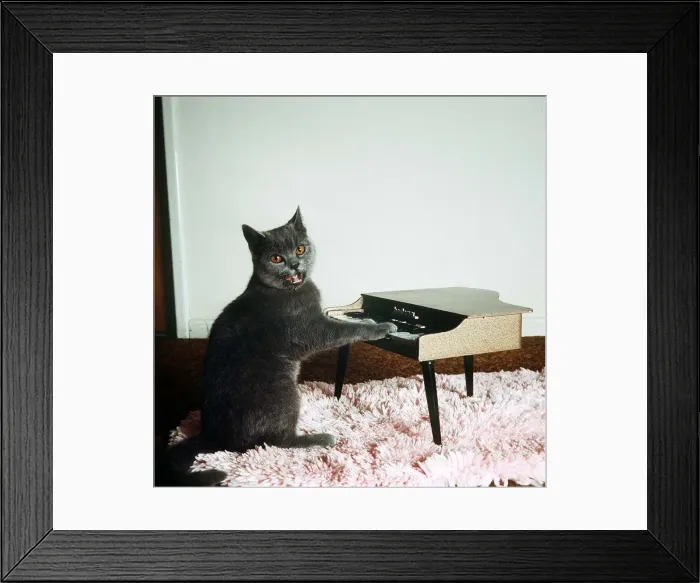 Framed Print : Fred the Cat - March 1984 playing a mini piano Framed Print : Fred the Cat - March 1984 playing a mini piano