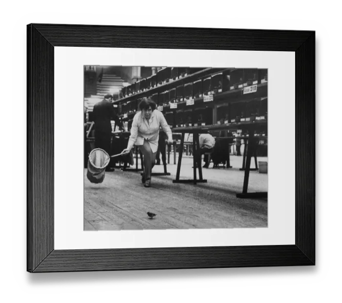 Framed Print : An escaped weaver bird is stalked by steward Barbara Clark from Derby at the National Framed Print : An escaped weaver bird is stalked by steward Barbara Clark from Derby at the National