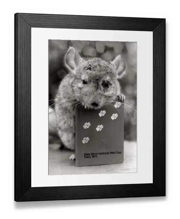 Framed Print : Percy the Chessington Zoo chinchilla from South America showing off the 1973 Daily Mirror Framed Print : Percy the Chessington Zoo chinchilla from South America showing off the 1973 Daily Mirror