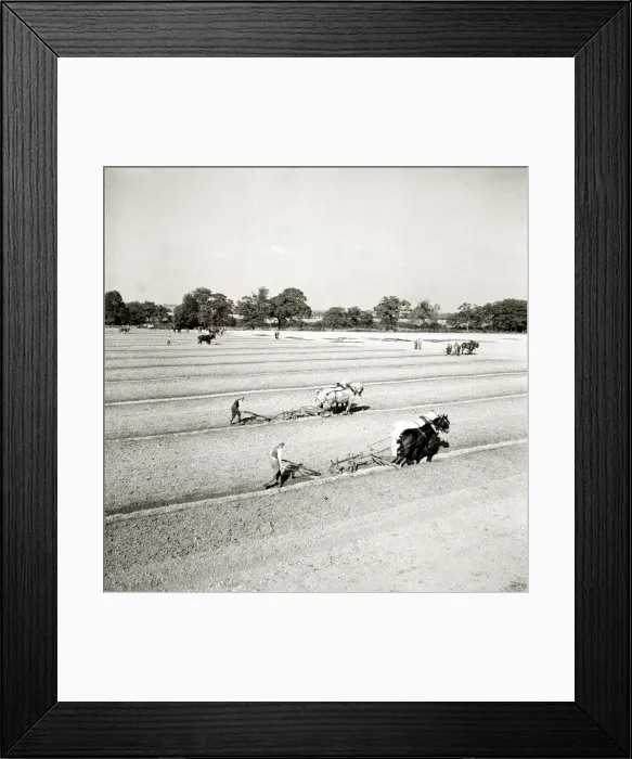 Framed Print : Horses ploughing the fields on the farm circa 1963 A©Mirrorpix Framed Print : Horses ploughing the fields on the farm circa 1963 A©Mirrorpix
