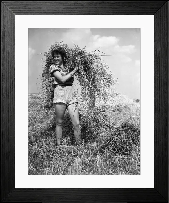 Framed Print : Harvesting Oats in Surrey - 1952 A©Mirrorpix Framed Print : Harvesting Oats in Surrey - 1952 A©Mirrorpix