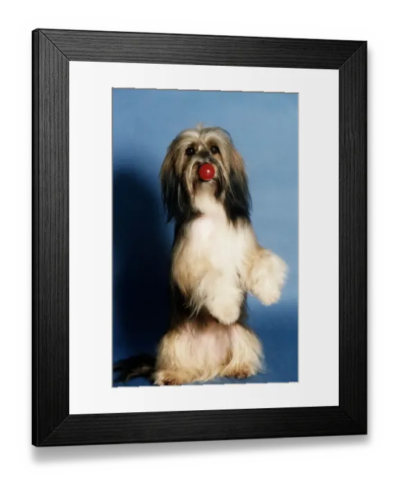 Framed Print : Animals Dogs Pipin TV wonder dog circa 1980