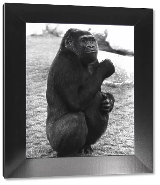Lomie the Gorilla October 1980 Pregnant at Blackpool Zoo