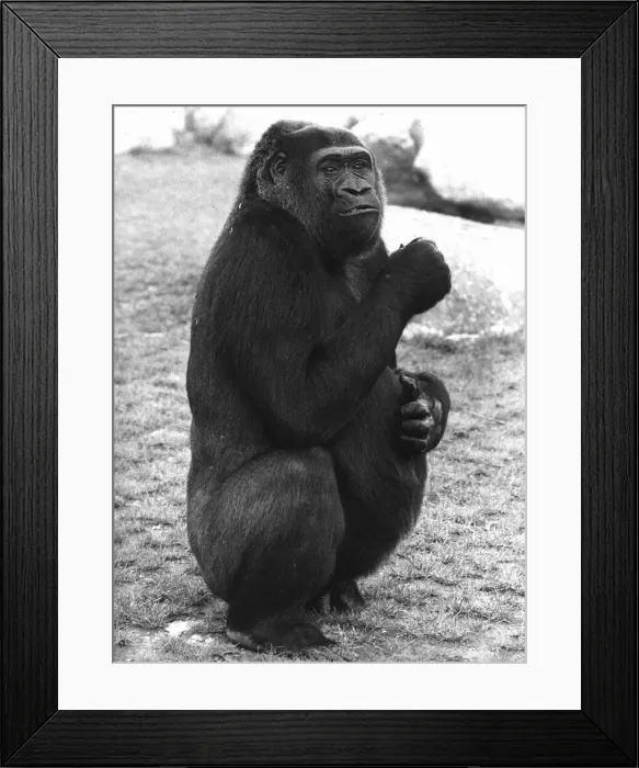 Framed Print : Lomie the Gorilla October 1980 Pregnant at Blackpool Zoo Framed Print : Lomie the Gorilla October 1980 Pregnant at Blackpool Zoo