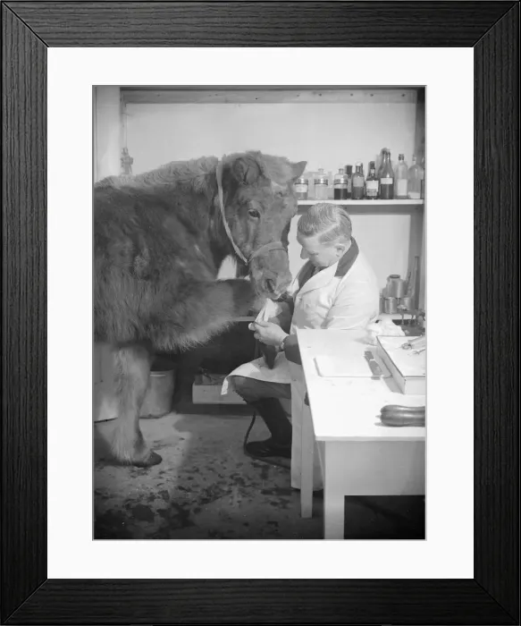 Framed Print : A vet attends to an injured pony by bandaging its leg Circa 1935 A©Mirrorpix Framed Print : A vet attends to an injured pony by bandaging its leg Circa 1935 A©Mirrorpix