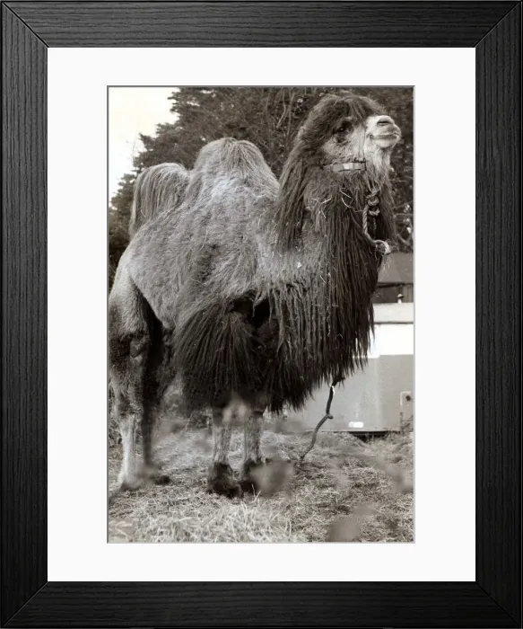 Framed Print : Long Haired Camel with Two humps April 1967 A©mirrorpix Framed Print : Long Haired Camel with Two humps April 1967 A©mirrorpix
