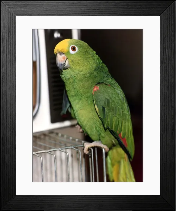 Framed Print : Birds Parrots Orange Winged Amazon circa 1990 Framed Print : Birds Parrots Orange Winged Amazon circa 1990