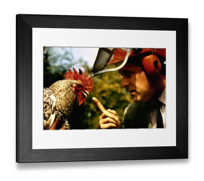 Framed Print : Birds Chickens Cockerel Corky the noisy cockerell who landed his owners in court for Framed Print : Birds Chickens Cockerel Corky the noisy cockerell who landed his owners in court for