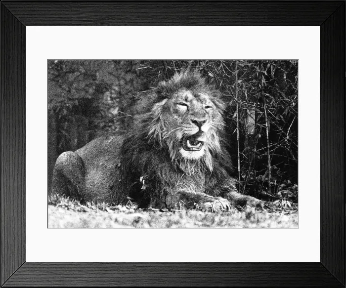 Framed Print : Animals Lions January 1993 Framed Print : Animals Lions January 1993