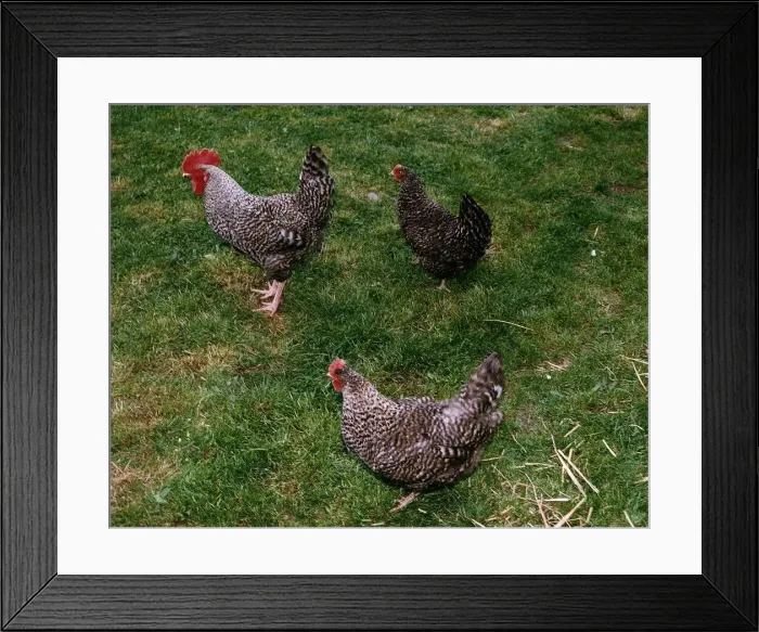 Framed Print : Birds Chickens Roosters Hens April 1993 Framed Print : Birds Chickens Roosters Hens April 1993