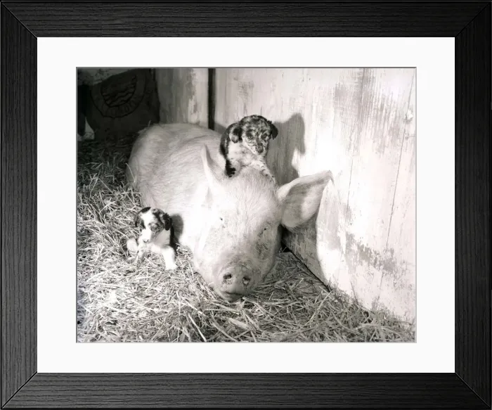 Framed Print : Pig adopts puppies Mother pig and piglet with baby dogs September 1956 Framed Print : Pig adopts puppies Mother pig and piglet with baby dogs September 1956
