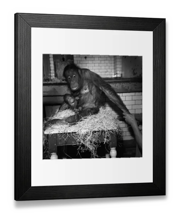 Framed Print : Orang Utan Family June 1963 baby Orang Utan Dan with his mother Toli Framed Print : Orang Utan Family June 1963 baby Orang Utan Dan with his mother Toli