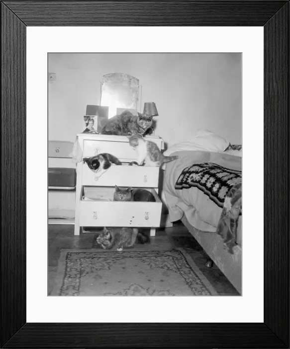 Framed Print : Cats Hotel Five cats and kitten occupy a chest of draws in a bedroom