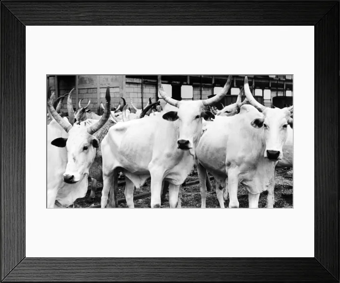 Framed Print : Cows - Nigerian cattle at Apapa docks for shipment to Gold Coast circa 1970