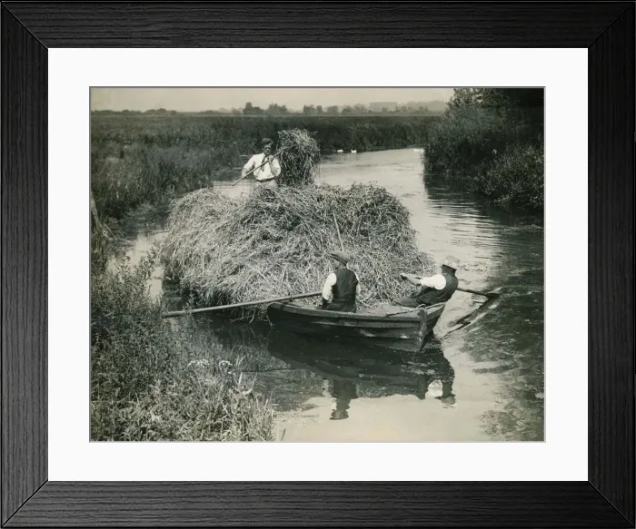 Framed Print : St Faith Rush Industry Rockland St Mary Norfolk A Boatload of Chique reed is cut Framed Print : St Faith Rush Industry Rockland St Mary Norfolk A Boatload of Chique reed is cut