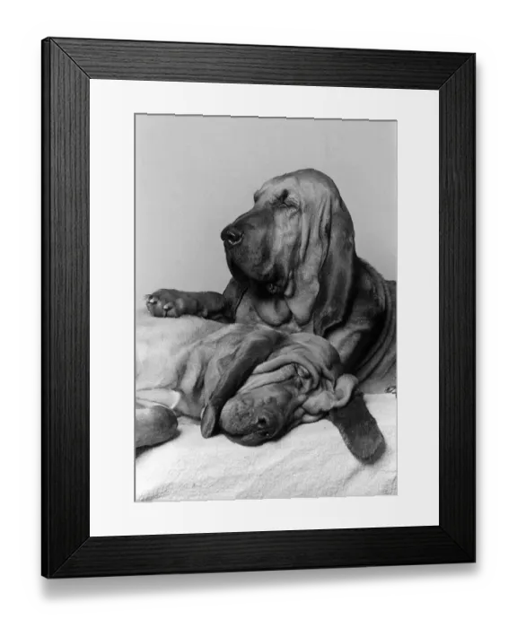 Framed Print : Dogs Bloodhounds February 1976 Henry 5 years old with 2 year old Saint